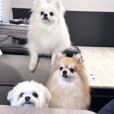 部屋の中にいる犬