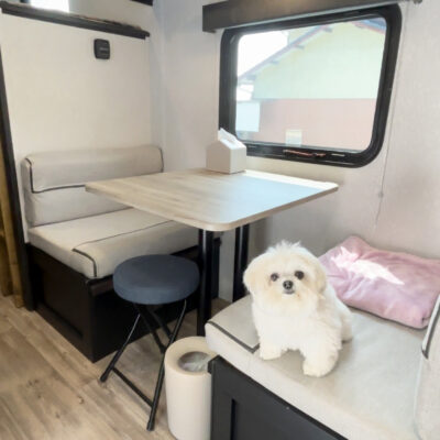 部屋の中にいる犬